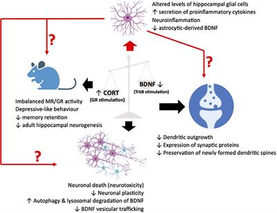 Recent advances in the crosstalk between the brain-derived neurotrophic factor and glucocorticoids